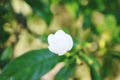 Close-up of white flower blooming outdoors