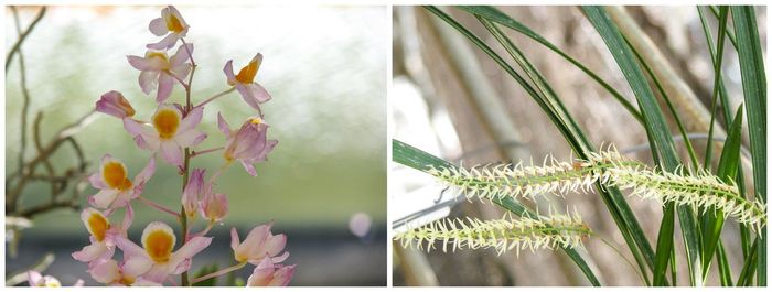 Close-up of flowering plant