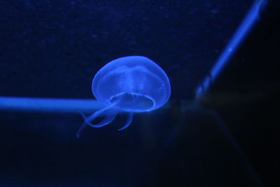 Close-up of jellyfish swimming in sea
