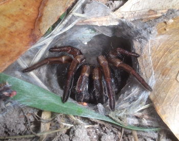 Close-up of spider