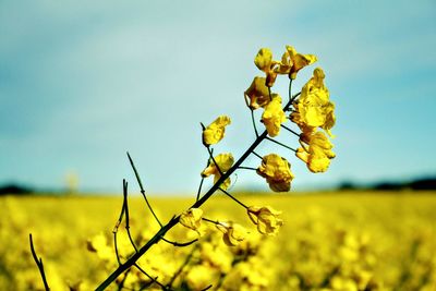 Yellow flowers growing in field