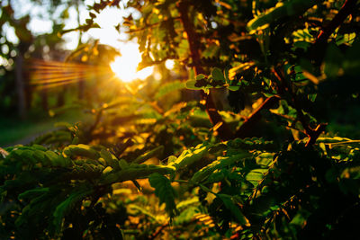 Sunlight streaming through tree during sunset