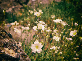 Close-up of white flowering plants on field