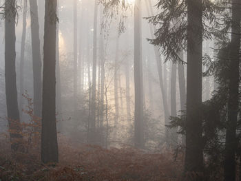 Trees in forest