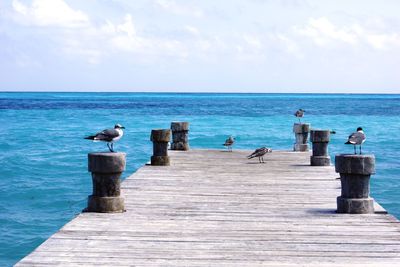 Birds perching on pier over sea against sky