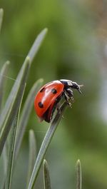 Close-up of ladybug on grass