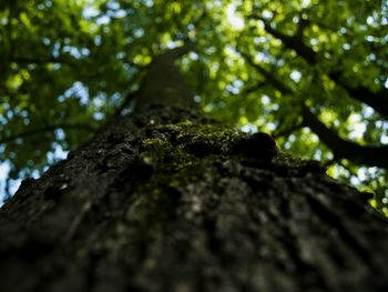 Low angle view of moss on tree trunk