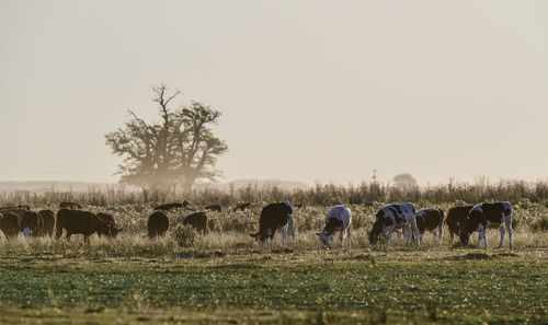 Horses on field against clear sky