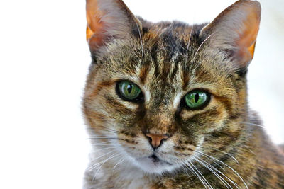 Close-up portrait of a cat over white background