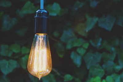 Close-up of illuminated light bulb against plants