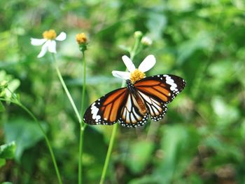 Close-up of butterfly pollinating on flower