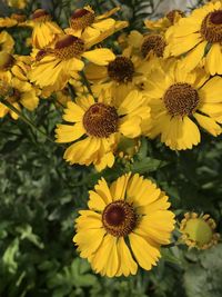 Close-up of yellow flowering plant