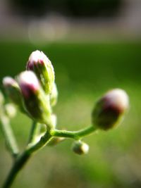 Close-up of flowering plant