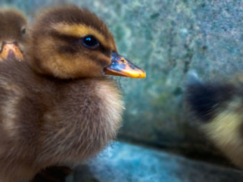 Close-up of young bird