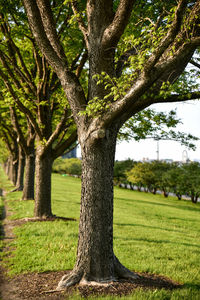 Trees on grassy field