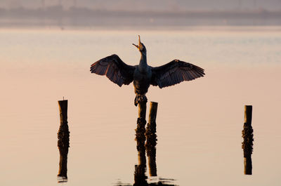 Cormorano bird perching on wooden post in fogliano lake