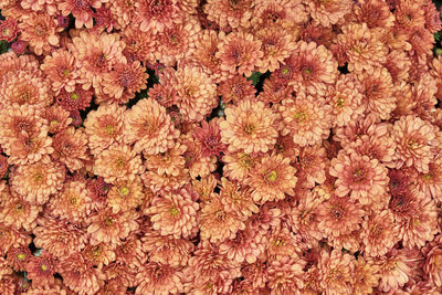 Blooming plant chrysanthemum multiflora with bright orange flowers as floral autumn background. 