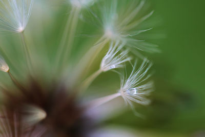 Close-up of dandelion flower