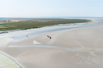 Seagulls flying on the bay of mont saint michel