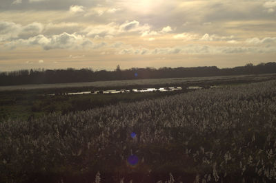 Scenic view of farm against sky during sunset