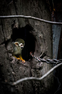 Close-up of monkeys