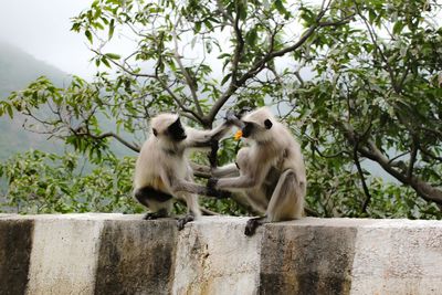 Low angle view of monkeys sitting on retaining wall