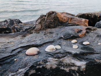 Close-up of seashell on rock