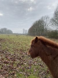 View of a horse on field