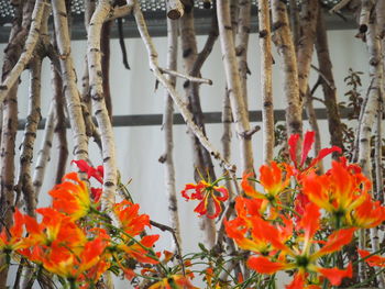 Close-up of orange flowering plants