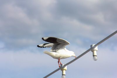 Low angle view of seagull perching on pole against sky