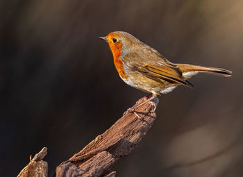 Close-up of bird perching on a tree