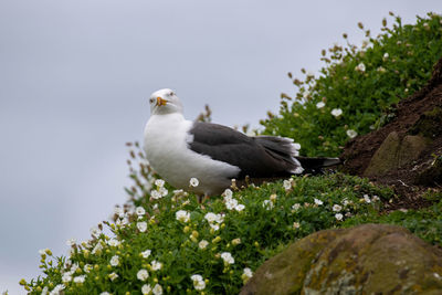 High angle view of seagull perching on flower