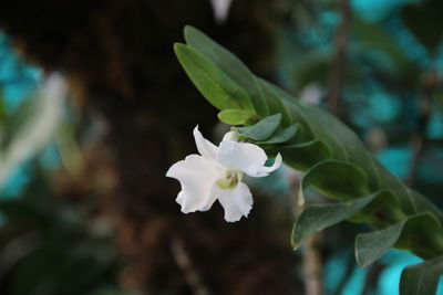 Close-up of white flowering plant