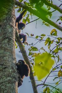 Low angle view of bird perching on branch