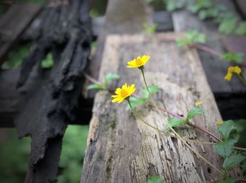 Close-up of yellow flowering plant