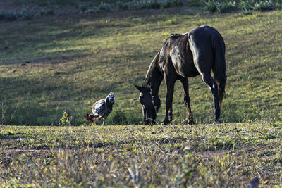 Horses on field