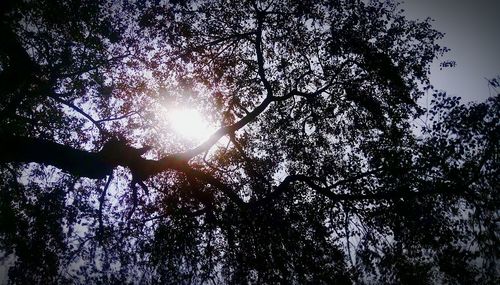 Low angle view of trees against sky