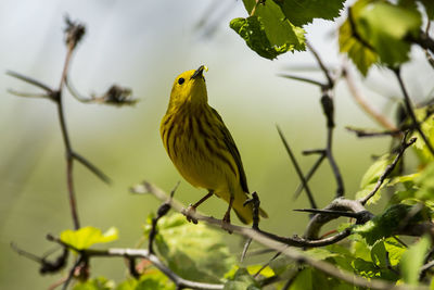Low angle view of bird perching on tree