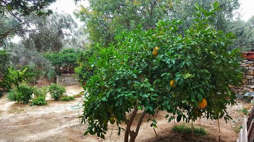 Plants growing on tree