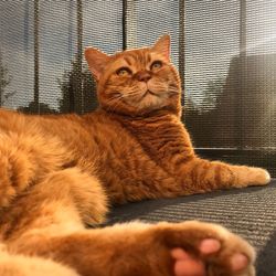 Portrait of a cat
