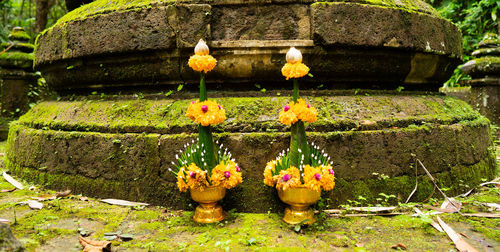 Close-up of buddha statue by plants