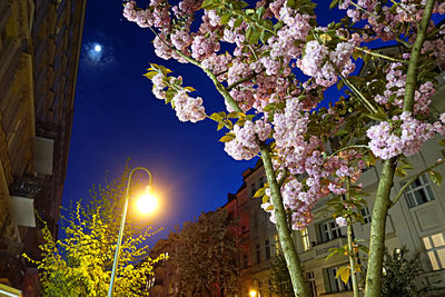 Low angle view of flower tree against sky at night