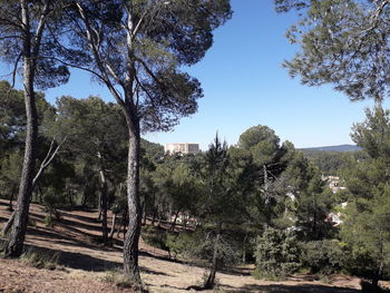 Trees and plants growing on land against sky