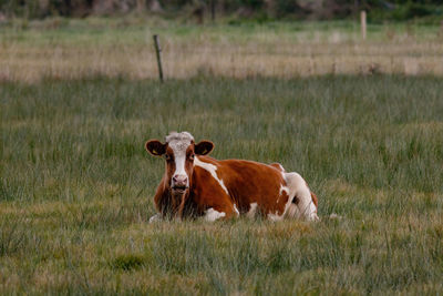 Close up of a dairy cow in a cattle