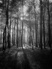 Bare trees in forest