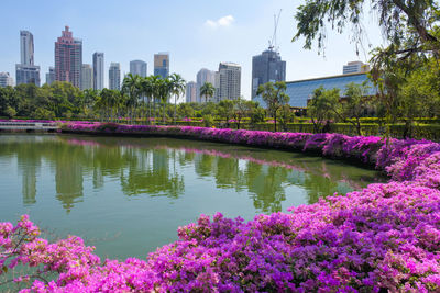 Purple flowering plants by buildings against sky