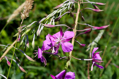 Close-up of pink flowering plant