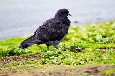 Black bird on a field