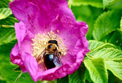Busy bee at hammonasset beach