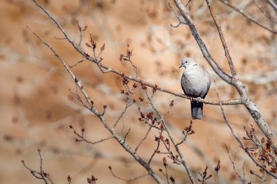 Close-up of bird perching on branch